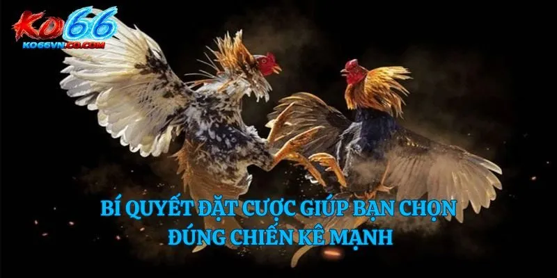 Bí quyết đặt cược giúp bạn chọn đúng chiến kê mạnh