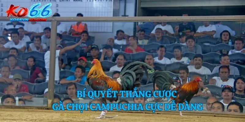 Bí quyết thắng cược gà chọi campuchia cực dễ dàng