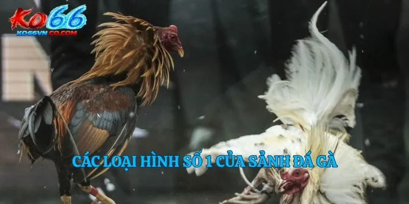 Các loại hình số 1 của sảnh đá gà