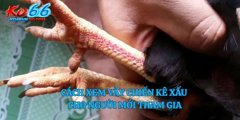 Cách xem vảy chiến kê xấu cho người mới tham gia