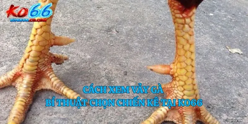 cách xem vảy gà