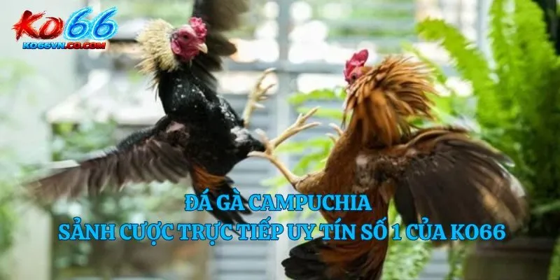 Đá gà campuchia