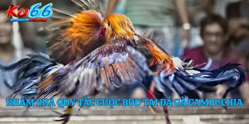 Khám phá quy tắc cược BDD tại đá gà campuchia