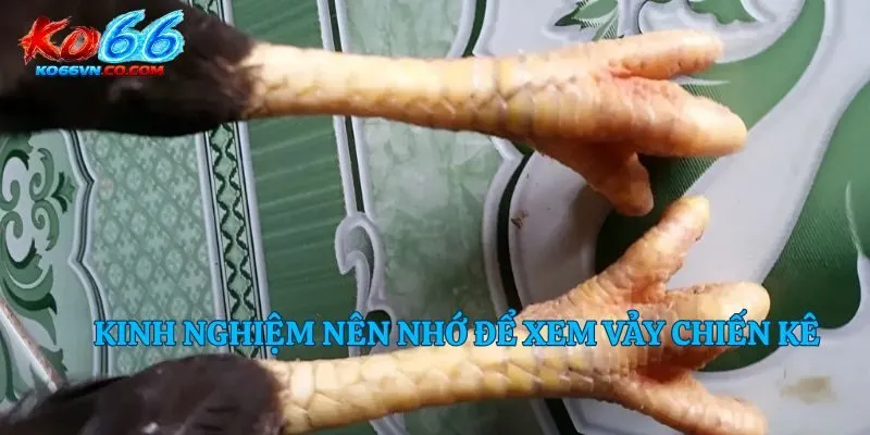 Kinh nghiệm nên nhớ để xem vảy chiến kê