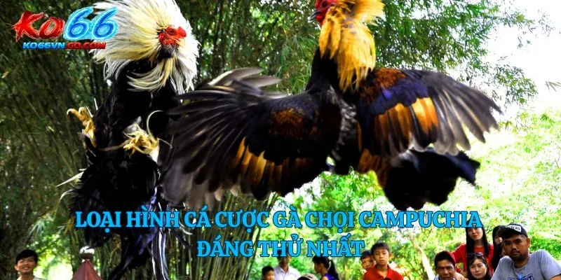 Loại hình cá cược gà chọi campuchia đáng thử nhất
