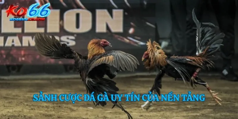 Sảnh cược đá gà uy tín của nền tảng