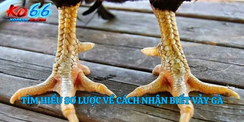 Tìm hiểu sơ lược về cách nhận biết vảy gà