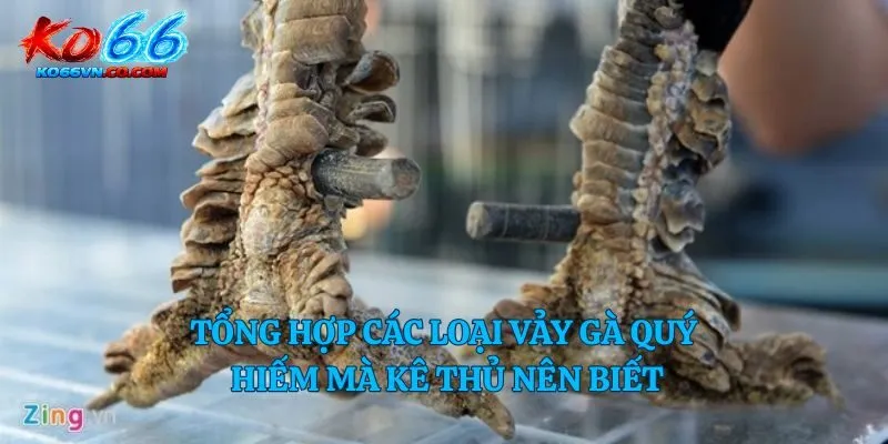 Tổng hợp các loại vảy gà quý hiếm mà kê thủ nên biết