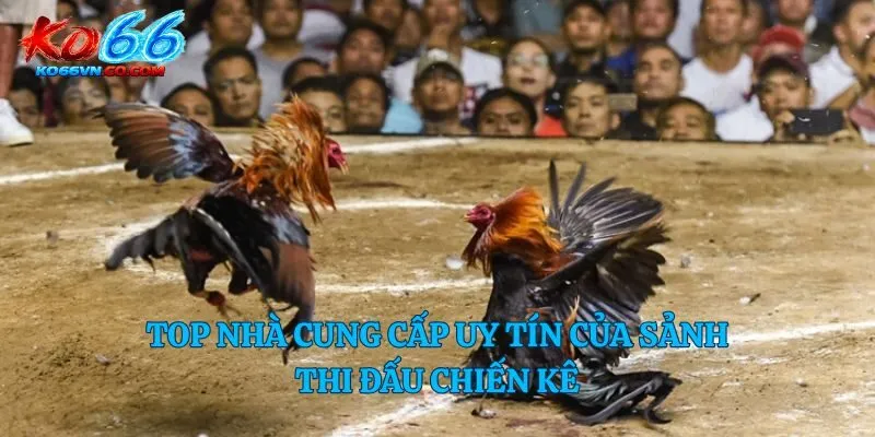 Top nhà cung cấp uy tín của sảnh thi đấu chiến kê