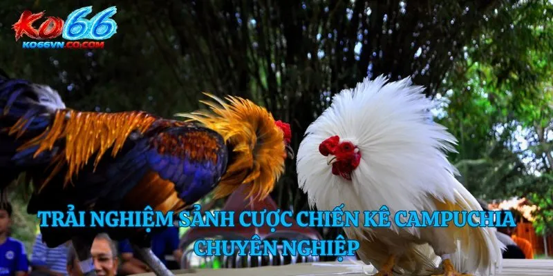 Trải nghiệm sảnh cược chiến kê campuchia chuyên nghiệp