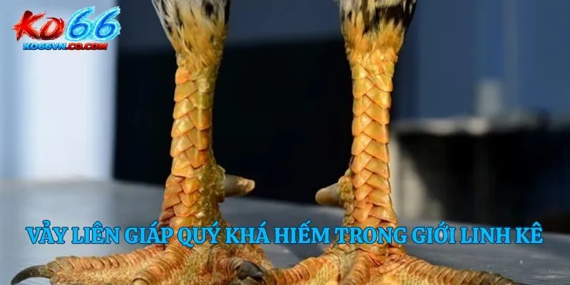 Vảy liên giáp quý khá hiếm trong giới linh kê